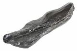 Fossil Whale Tooth - South Carolina #54165-1